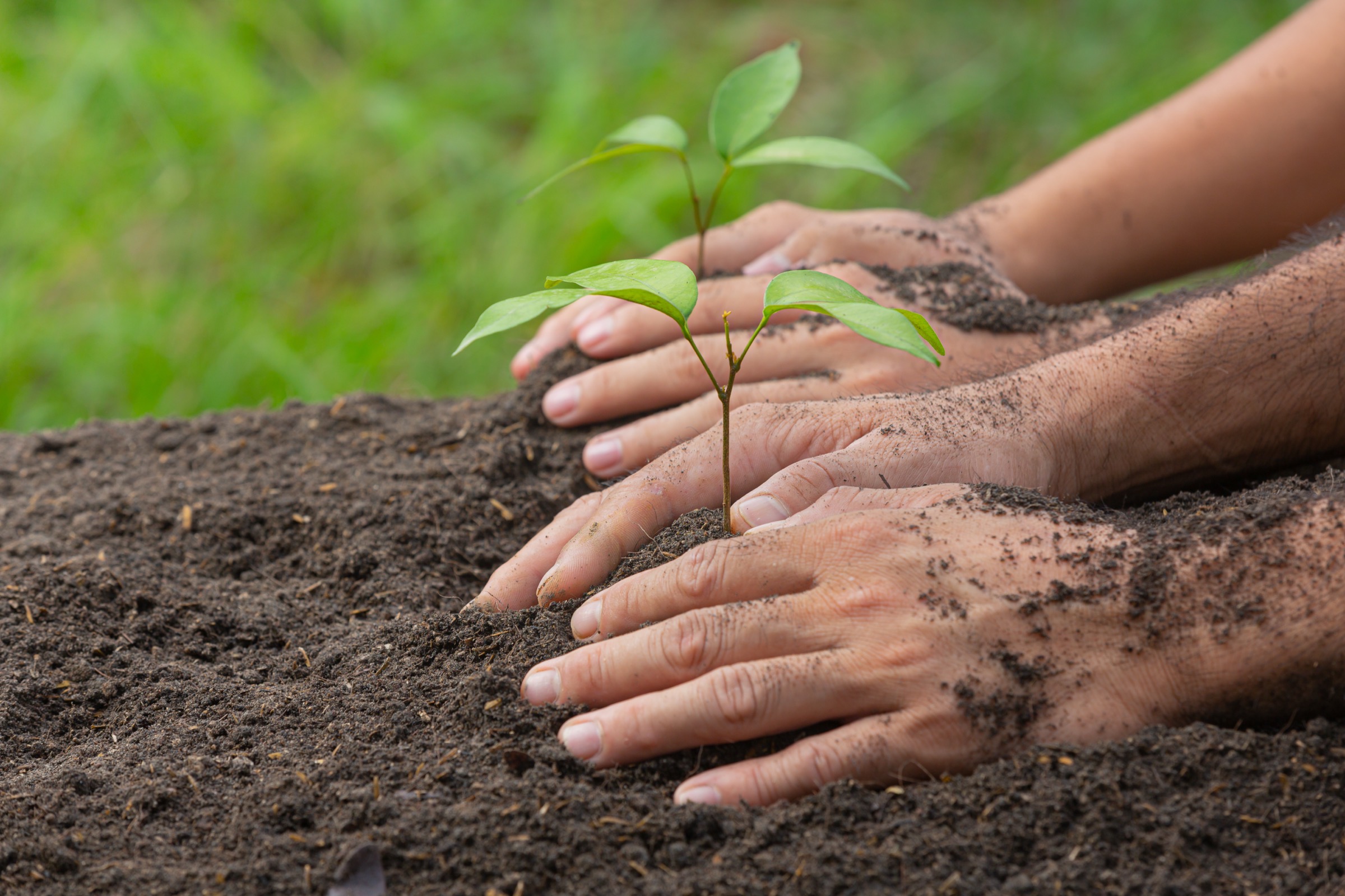One lakh trees to be planted in 2026, says Ritik Arora