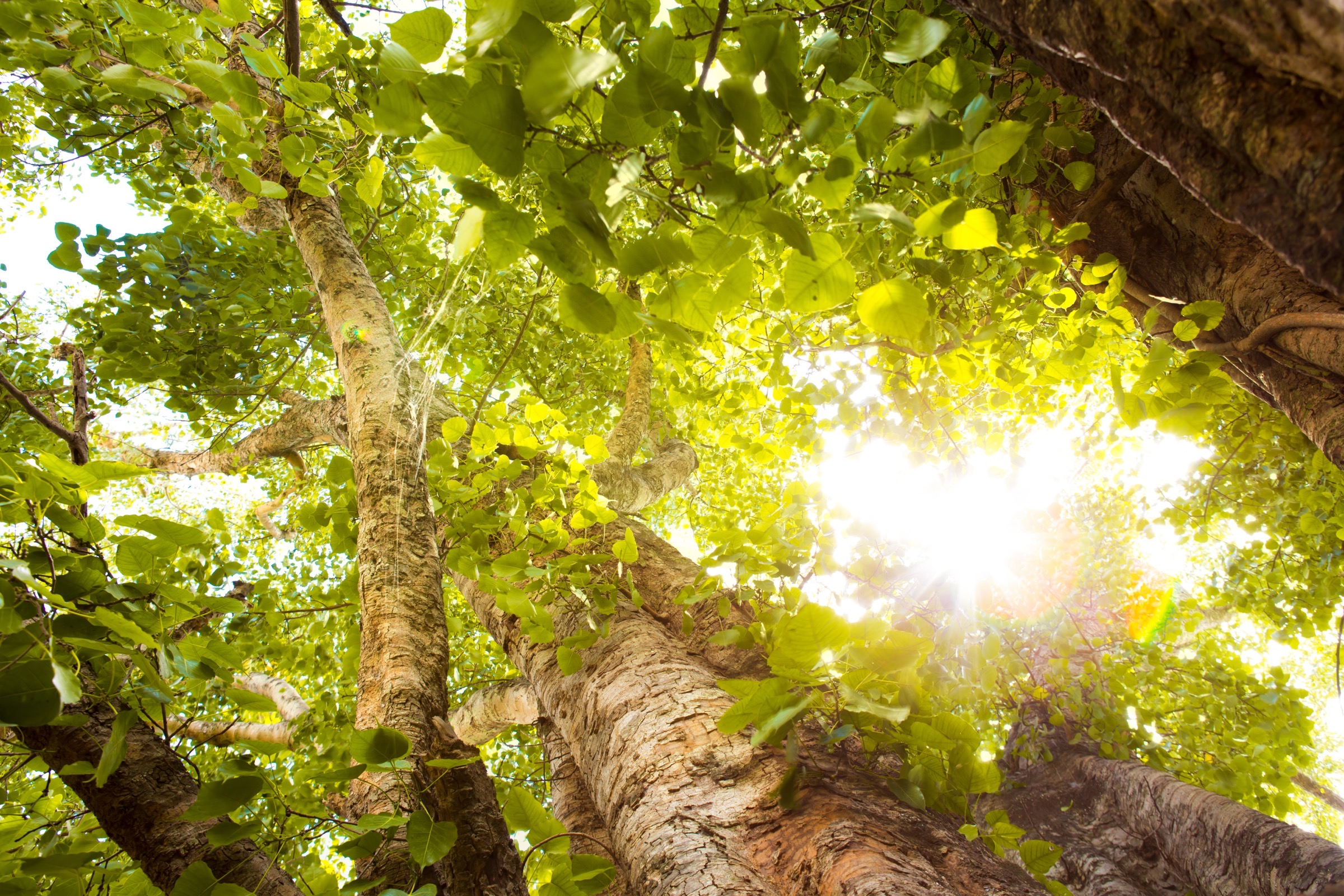 Green forest with sunlight through the trees